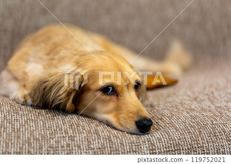 Kaningen Dachshund Kaningen Dachshund 119752021