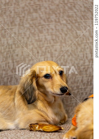 Kaningen Dachshund 119752022