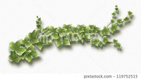 Ivy vine with lush green leaves. Hedera trailing branch Ivy vine with lush green leaves. Hedera trailing branch 119752515