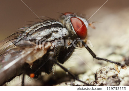 Flesh Fly Flesh Fly 119752555