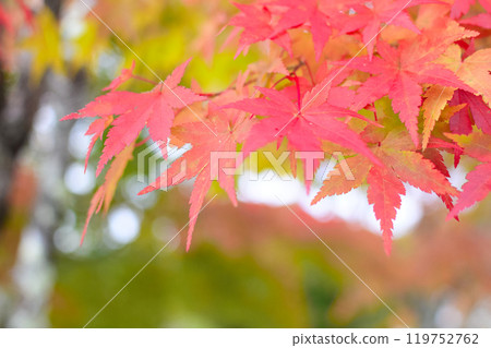Bright autumn leaves 119752762