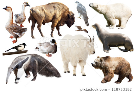 american animals isolated on white 119753192