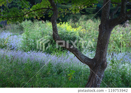 盛開在水邊 119753942