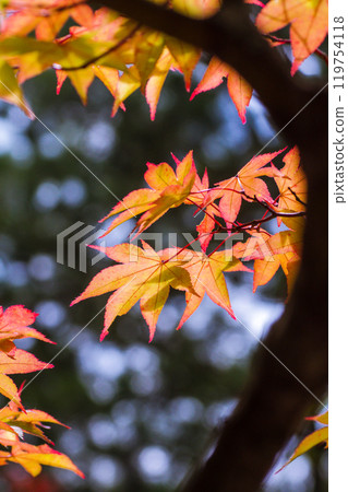 淺色的秋葉 淺色的秋葉 119754118