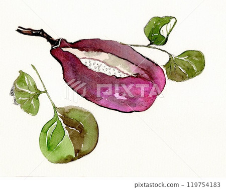 Fruit of Akebi (hand-drawn illustration) 119754183