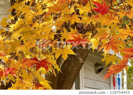 Maple Maple 119754433