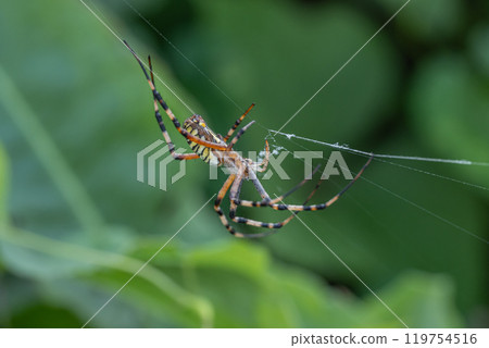 A long-jawed orb spider building a nest in the grass A long-jawed orb spider building a nest in the grass 119754516