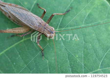 Matsumushi (female) 119754523