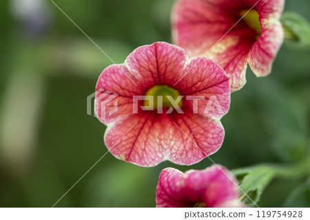 Red petunia flower in the garden. Red petunia flower in the garden. 119754928