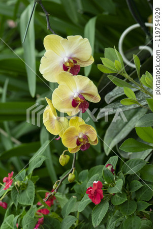 Beautiful yellow orchids flower in garden Beautiful yellow orchids flower in garden 119754929