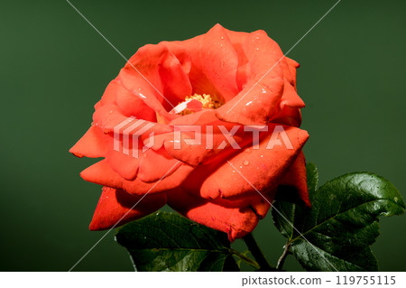 Blooming red tea rose on a green background Blooming red tea rose on a green background 119755115