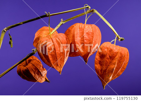 Physalis on a purple background Physalis on a purple background 119755130