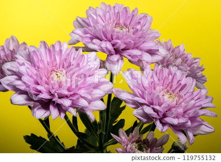 Pink Chrysanthemum multiflora on a yellow background 119755132