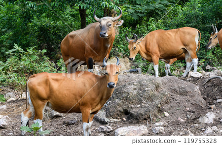Wild Bantengs or red cows. Wild Bantengs or red cows. 119755328
