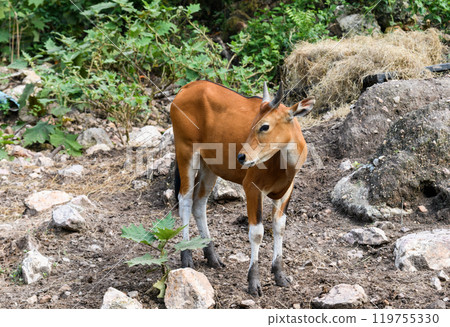 Wild Bantengs or red cows. 119755330