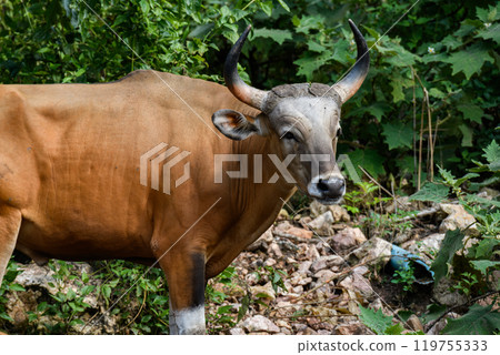 Wild Bantengs or red cows. Wild Bantengs or red cows. 119755333