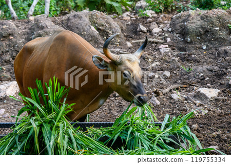 Wild Bantengs or red cows. 119755334