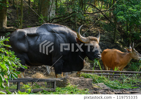 A male Gaur or Bos gaurus 119755335