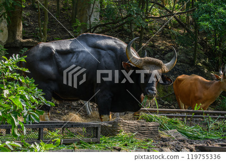 A male Gaur or Bos gaurus A male Gaur or Bos gaurus 119755336