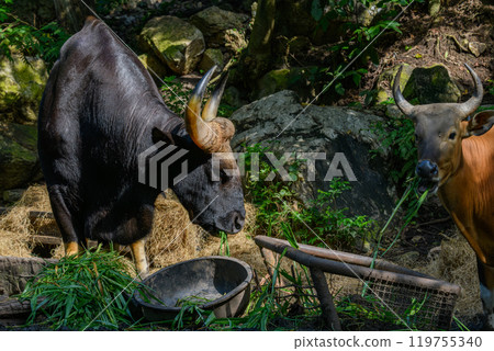A male Gaur or Bos gaurus 119755340