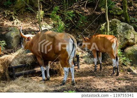 Wild Bantengs or red cows. Wild Bantengs or red cows. 119755341