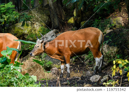 Wild Bantengs or red cows. 119755342