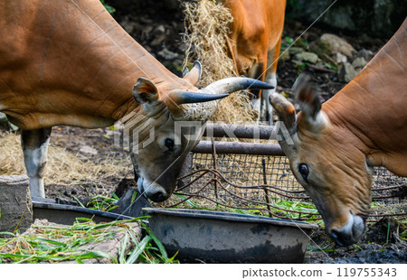 Wild Bantengs or red cows. 119755343