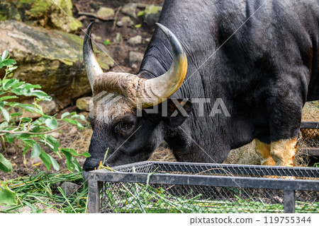 A male Gaur or Bos gaurus 119755344