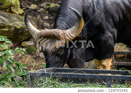 A male Gaur or Bos gaurus 119755345