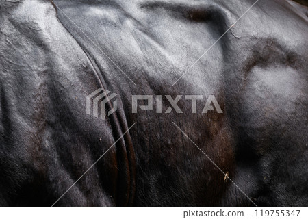 A male Gaur or Bos gaurus 119755347