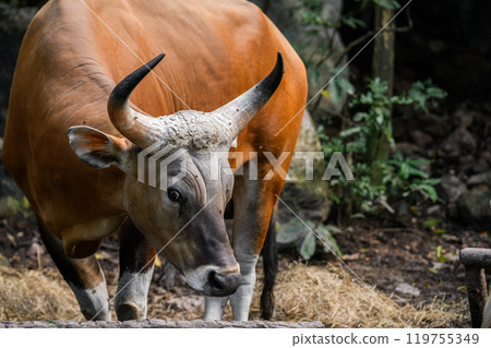 Wild Bantengs or red cows. 119755349