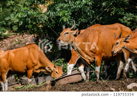 Wild Bantengs or red cows. 119755354