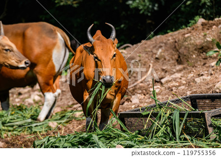 Wild Bantengs or red cows. 119755356