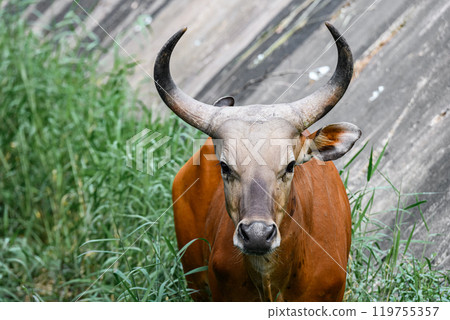 Wild Bantengs or red cows. 119755357