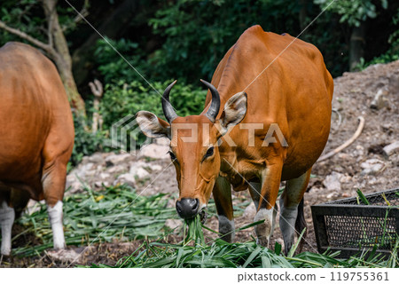 Wild Bantengs or red cows. 119755361