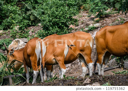 Wild Bantengs or red cows. 119755362