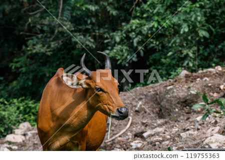 Wild Bantengs or red cows. 119755363