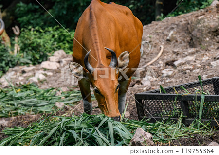 Wild Bantengs or red cows. Wild Bantengs or red cows. 119755364