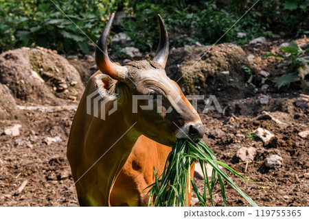 Wild Bantengs or red cows. 119755365