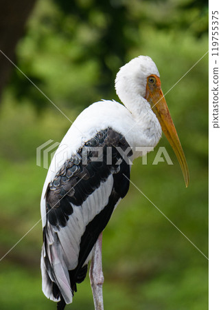Painted Stork Portrait 119755375