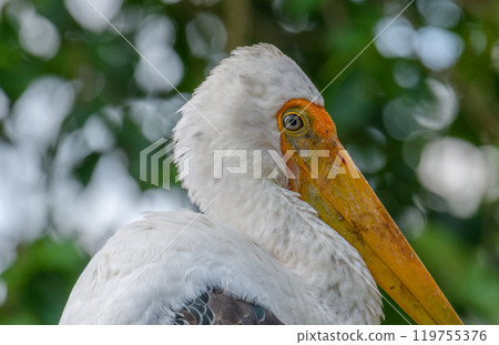 Painted Stork Portrait Painted Stork Portrait 119755376