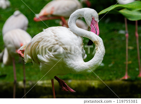 Beautiful flamingo bird with green background 119755381