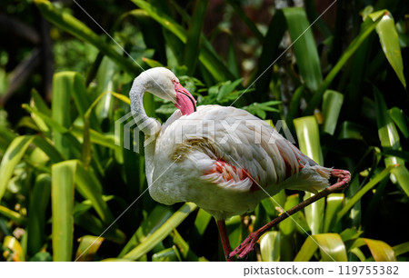 Beautiful flamingo bird with green background 119755382
