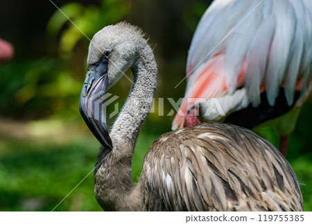 Beautiful young flamingo bird with green background Beautiful young flamingo bird with green background 119755385