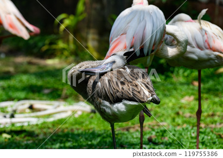 Beautiful young flamingo bird with green background Beautiful young flamingo bird with green background 119755386