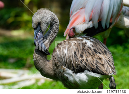 Beautiful young flamingo bird with green background Beautiful young flamingo bird with green background 119755388