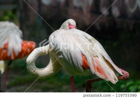 Beautiful flamingo bird with green background Beautiful flamingo bird with green background 119755390
