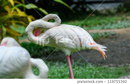 Beautiful flamingo bird with green background 119755392