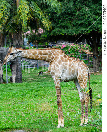 Giraffe in the zoo Giraffe in the zoo 119755403