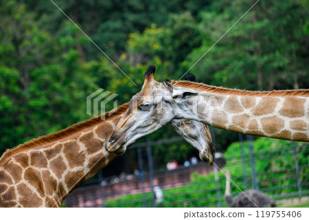 Giraffe in the zoo Giraffe in the zoo 119755406